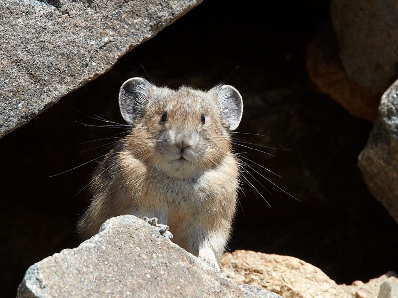 novara pika